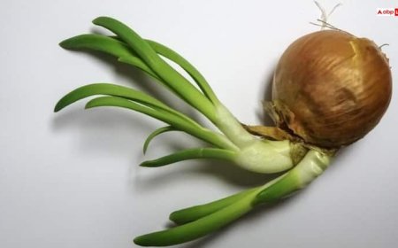 अंकुरित चने तो खूब खाए होंगे, लेकिन आज जान लीजिए अंकुरित प्याज के फायदे