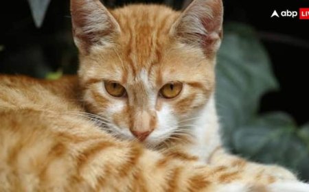 भारत में पहली बार बिल्ली के दिल में लगा पेसमेकर, जानिए कहां हुआ ये चमत्कार