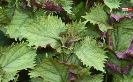 बरसात में उगने वाला रहस्यमय पौधा 'काला बिछुआ', औषधीय गुणों से है भरपूर