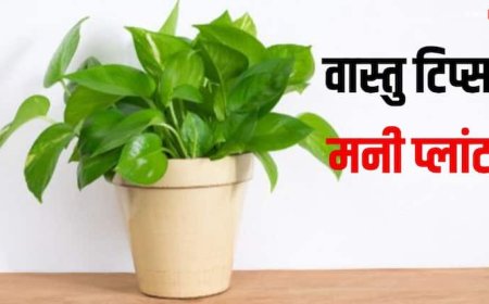 Vastu Tips: घर में लगा मनी प्लांट सूखने लगे तो क्या संकेत देता है, क्या ये किसी अनहोनी का भी सूचक है