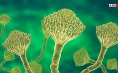 बदलती जलवायु और फंगस का खतरा, कहीं आपकी सेहत भी तो नहीं है निशाने पर?