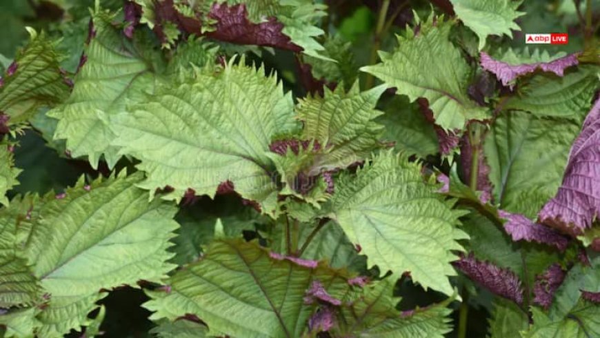 बरसात में उगने वाला रहस्यमय पौधा 'काला बिछुआ', औषधीय गुणों से है भरपूर