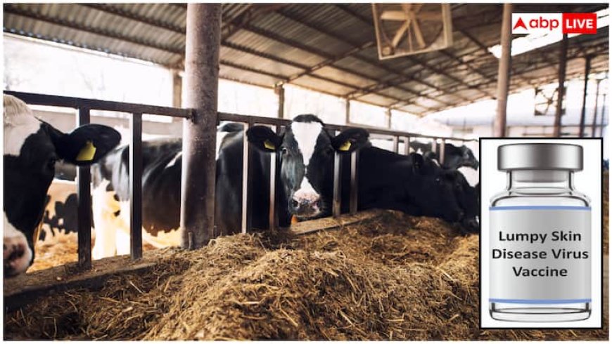 अब नहीं रहेगा लम्पी स्किन डिजीज का डर, भारत बायोटेक ने लॉन्च की नई वैक्सीन