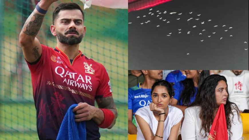 Watch: विराट कोहली को सम्मान देने पहुंचा कबूतरों का झुंड, नजारा देखकर सभी हैरान; वीडियो वायरल