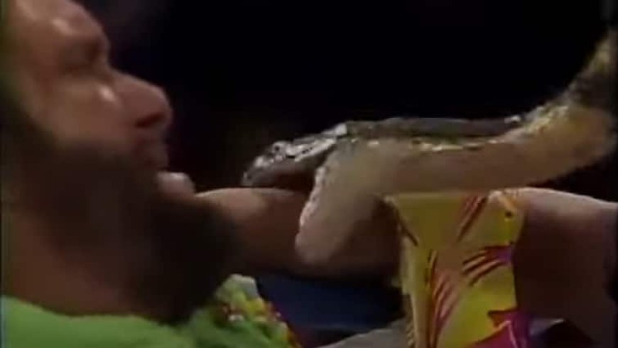 लाइव चल रहा था रेसलिंग का मैच तभी खिलाड़ी ने बैग से निकाला कोबरा सांप और दूसरे खिलाड़ी को कटवाया, वीडियो वायरल