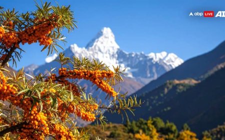 हिमालय में मिलने वाला ये फल है दवाइयों का थायनोस, खाते ही फौलाद बन जाता है शरीर