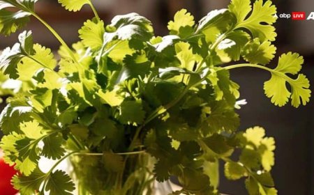 Benefits of Coriander: स्वास्थ्य के लिए वरदान तो स्वाद बढ़ाने में लाजवाब, जानिए धनिए के अनगिनत फायदे