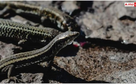 गर्मियों में आपके घर भी आ रही हैं छिपकली? ये है इसे दूर रखने का देसी जुगाड़