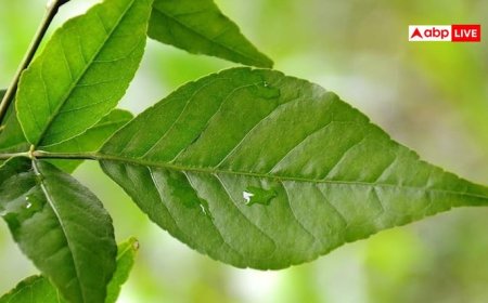 दिल, शुगर और कैंसर तक में असरदार है बेल का पत्ता, नई रिसर्च में सामने आए चौंकाने वाले फायदे