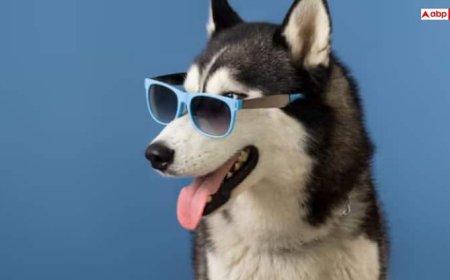 पालतू जानवर के खाने का इतने लाख होता है खर्च, जानकर चौंक जाएंगे आप