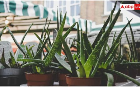 फायदा ही नहीं पहुंचाता, चेहरा बिगाड़ भी सकता है एलोवरा, भूलकर भी न करें ये गलतियां