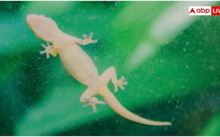 घर के आजू-बाजू भी नहीं फटकेंगी छिपकलियां, आजमाएं ये 10 तरीके