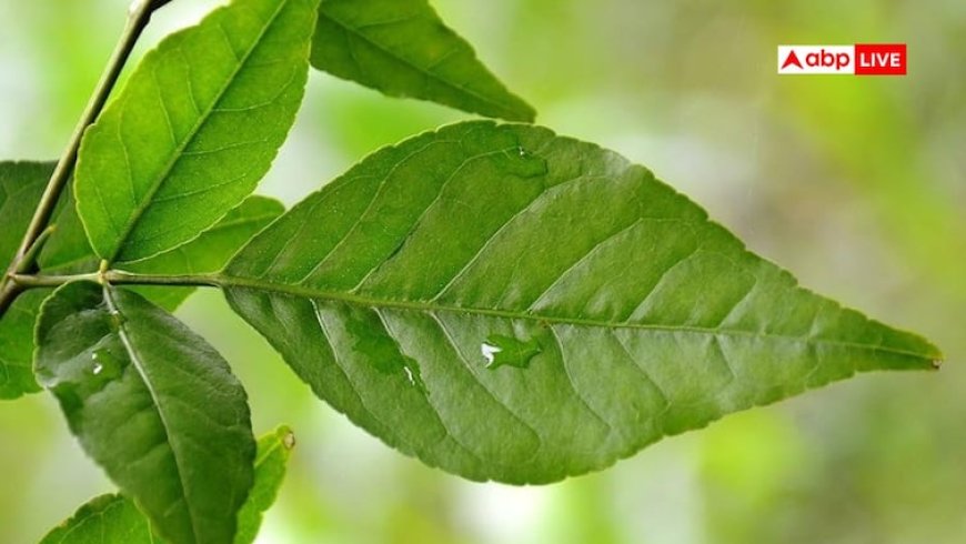 दिल, शुगर और कैंसर तक में असरदार है बेल का पत्ता, नई रिसर्च में सामने आए चौंकाने वाले फायदे