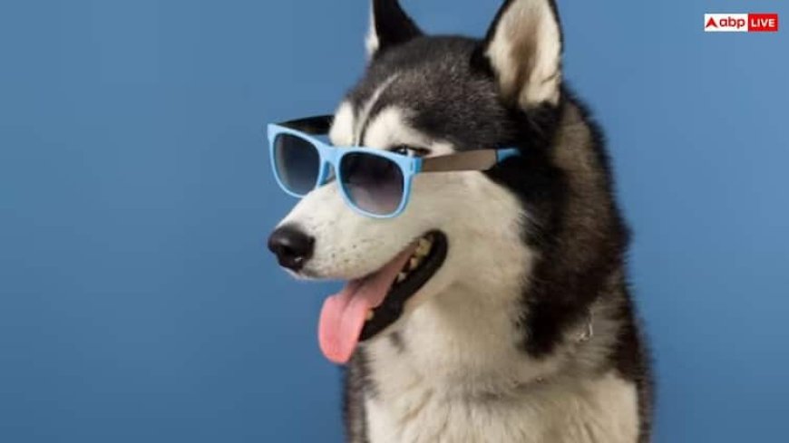 पालतू जानवर के खाने का इतने लाख होता है खर्च, जानकर चौंक जाएंगे आप