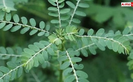 लिवर का बॉडीगार्ड है ये छोटा-सा फल, नाम जान लेंगे तो सुधर जाएगी सेहत