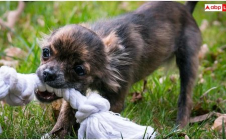 कुत्ते के छोटे बच्चे के काटने से कबड्डी प्लेयर की मौत, जानें शरीर में कितनी तेजी से फैलता है रेबीज