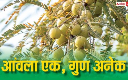 जूस पिएं या चूरन खाएं... किस तरह से ज्यादा फायदा देता है आंवला?