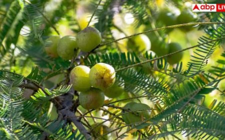 कच्चा आंवला-आंवला पाउडर या सूखा हुआ आंवला? जानें सेहत को किससे मिलता है सबसे ज्यादा फायदा