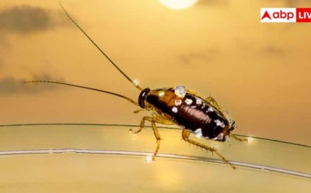 मौसम बदलते ही आपके घर में भी दिखने लगे हैं कॉकरोच, इन तरीकों से पा सकते हैं छुटकारा