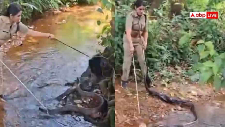 Watch: 6 मिनट में किंग कोबरा का खतरनाक रेस्क्यू, सोशल मीडिया पर छाई महिला फॉरेस्ट ऑफिसर, वीडियो वायरल