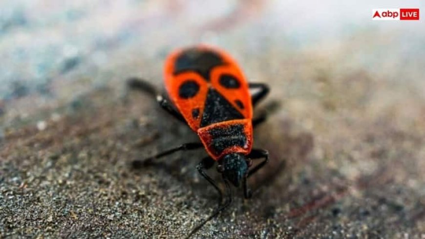 बारिश शुरू होते ही घर में आने लगे हैं कीड़े-मकौड़े, जानें इनसे निजात पाने के पांच तरीके