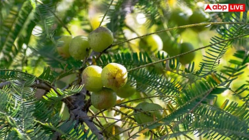 कच्चा आंवला-आंवला पाउडर या सूखा हुआ आंवला? जानें सेहत को किससे मिलता है सबसे ज्यादा फायदा