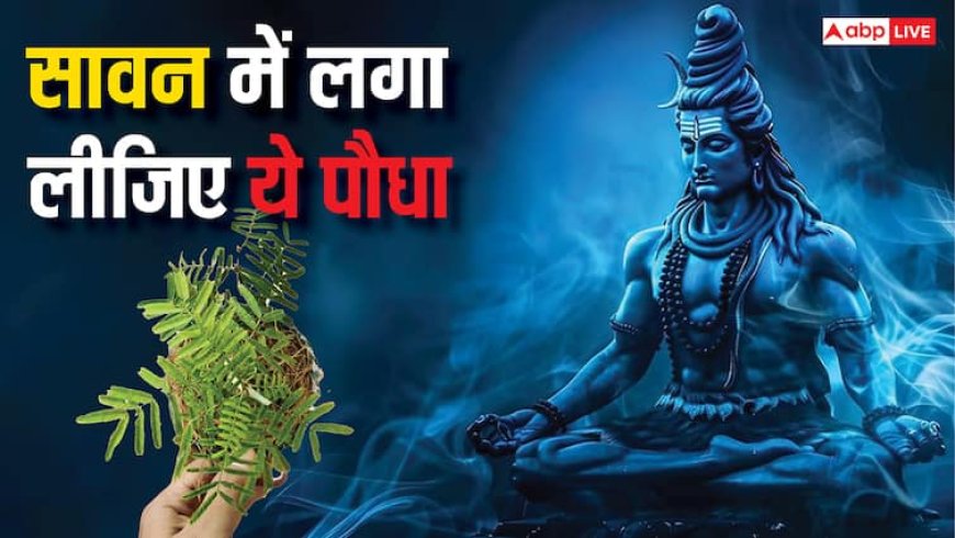 Shani Dosh Mukti Upay: शनि की साढ़ेसाती या ढैय्या से हैं पीड़ित तो 9 अगस्त से पहले लगा लीजिए ये एक पौधा