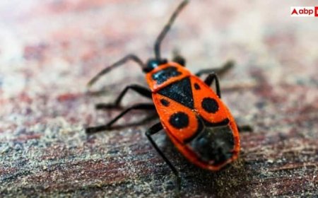 बरसात में शाम होते ही घर में आने लगे हैं कीट-पतंगे, ऐसे पा सकते हैं समस्या से निजात