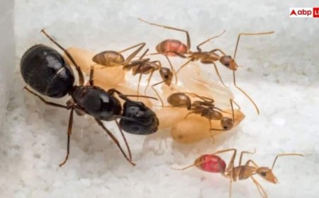 घर में चींटियों का आतंक मिनटों में करें कम, बस बरसात में आजमा लें ये नुस्खे