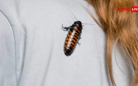 कहीं आपको कॉकरोच ने तो नहीं काटा... जानें कैसे होते हैं इसके लक्षण और बचाव का तरीका?