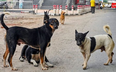 बवाल के बीच आवारा कुत्तों पर आज सुप्रीम कोर्ट की स्पेशल बेंच करेगी सुनवाई, फैसला देने वाले पुराने जज नहीं हैं इसमें शामिल