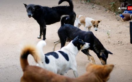 'सारी समस्या नियमों का पालन नहीं करने की वजह से है', आवारा कुत्तों को लेकर पुराने आदेश पर सुप्रीम कोर्ट ने नहीं लगाई रोक