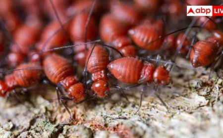आपके घर को धीरे-धीरे खा रही है दीमक तो क्या करें, इनसे कैसे छुड़ाएं पीछा?
