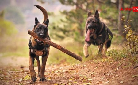 क्या घाव को साबुन से धोने पर ही खत्म हो जाता है रेबीज का खतरा? क्या कहते हैं WHO के एक्सपर्ट