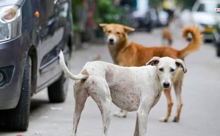 दिल्ली-NCR में आवारा कुत्तों को शेल्टर होम में डालने के मामले पर सुप्रीम कोर्ट कल सुनाएगा आदेश