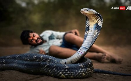 सांप आ जाए आपके सामने तो क्या करें, कैसे बचाएं अपनी जान?