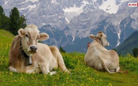 पशुपालन मंत्रालय की ऐतिहासिक पहल, जानवरों के लिए ब्लड बैंक और ट्रांसफ्यूजन SOP जारी