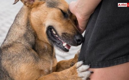 कुत्ता काटने से किन-किन बीमारियों का रहता है खतरा, जानें कितने घंटे के अंदर इंजेक्शन लगाना है जरूरी