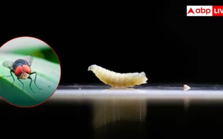 अमेरिका में मिले इंसानी मांस खाने वाले स्क्रूवर्म, जानिए हमारे शरीर पर कैसे करते हैं अटैक