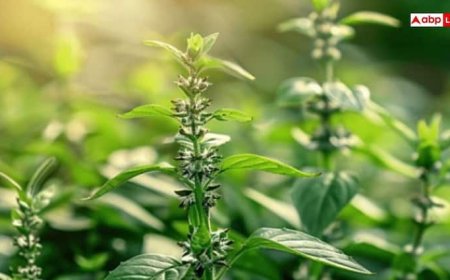 तुलसी के पास  भूलकर भी न रखें ये चीजें, वरना हो सकते हैं कंगाल