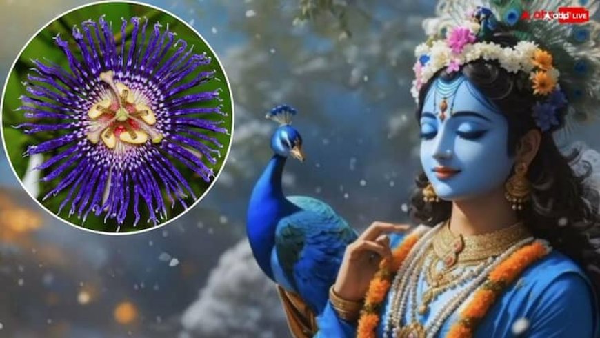 Janmashtami 2025: श्रीकृष्ण करते हैं इस पौधे में वास, जन्माष्टमी से पहले घर ले आएं, बनी रहेगी कृपा