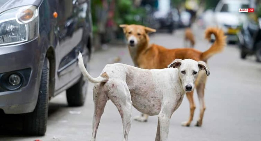 दिल्ली-NCR में आवारा कुत्तों को शेल्टर होम में डालने के मामले में सुप्रीम कोर्ट आज सुनाएगा फैसला