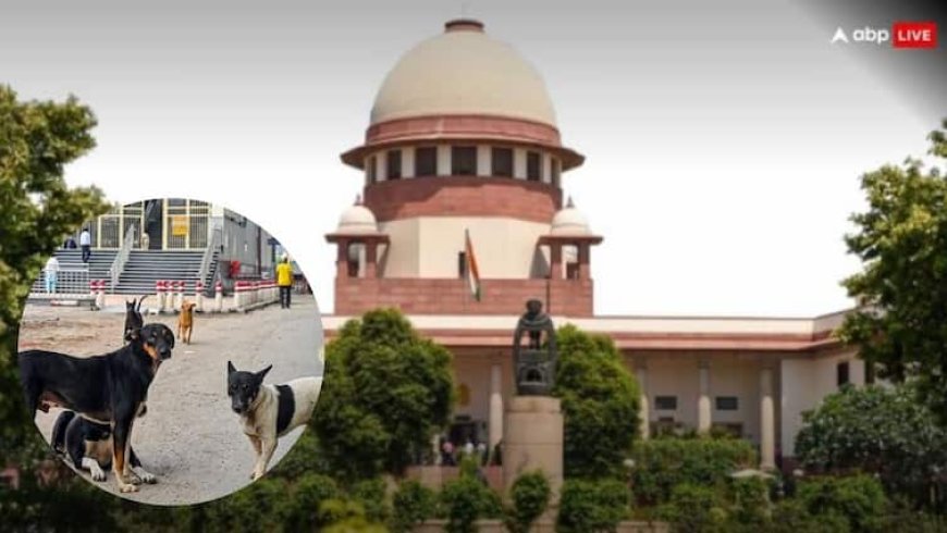 'शेल्टर होम में नहीं रख सकते, जहां से उठाया, वहीं छोड़ें', आवारा कुत्तों के मामले पर सुप्रीम कोर्ट का बड़ा फैसला
