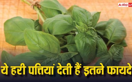 सुबह-सुबह चबा लें इस पौधे की 3-4 हरी पत्तियां, बॉडी में दिखने लगेंगे चमत्कारिक बदलाव