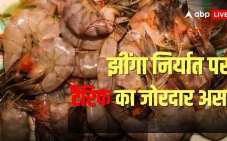 25000 करोड़ की चपत, 50 परसेंट ऑर्डर कैंसिल; ट्रंप के टैरिफ से बर्बादी की कगार पर झींगा कारोबार