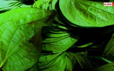 Paan Leaf Benefits: पान के पत्ते इन 7 लोगों के लिए है वरदान, खाते ही दिखने लगता है असर