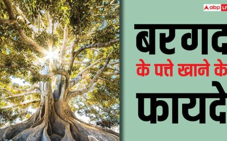 Banyan Leaves Health Benefits: सुबह खाली पेट बरगद के पत्ते खाने से ठीक हो जाती है यह बीमारी, जानें कितना मिलता है फायदा?