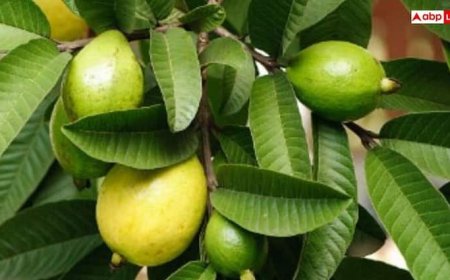 Guava Leaf Benefits: अमरूद की पत्तियों का माउथवॉश क्यों है फायदेमंद? जान लेंगे तो हमेशा करेंगे इस्तेमाल