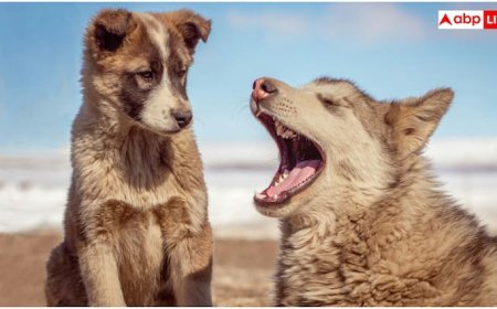 कुत्ते ही नहीं इन जानवरों के काटने से भी फैलता है रेबीज, गलती से भी न करें इग्नोर