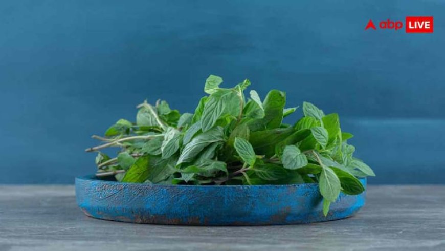 Tulsi Leaves for Health: तुलसी का एक पत्ता 100 बीमारियों की दवा, जानें इसके चमत्कारी फायदे